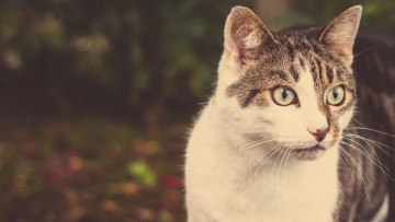 Картинка животные коты морда взгляд