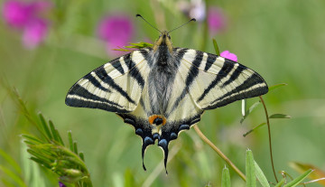 Картинка животные бабочки +мотыльки +моли бабочка