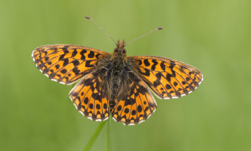 Картинка животные бабочки +мотыльки +моли бабочка