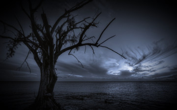 Картинка природа деревья ночь дерево