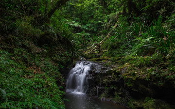 Картинка природа водопады лес деревья водопад lamington national park