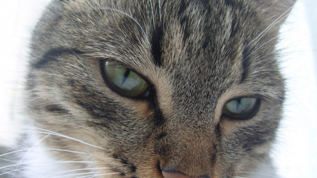 Обои картинки фото животные, коты, морда