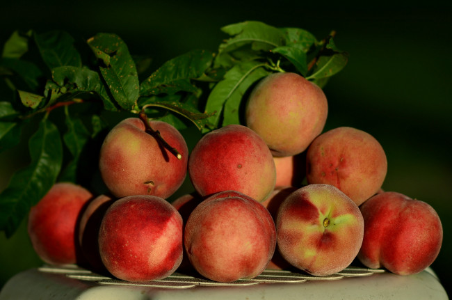 Обои картинки фото еда, персики,  сливы,  абрикосы, снедь