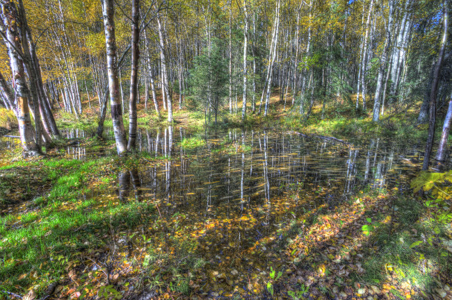 Обои картинки фото природа, лес, простор