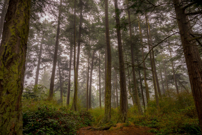 Обои картинки фото природа, лес, простор