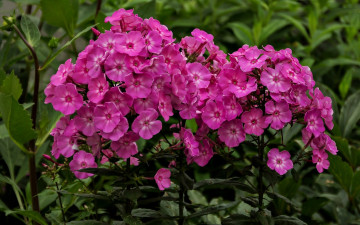 обоя цветы, флоксы, розовые
