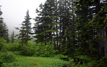 Картинка природа лес елки полянка