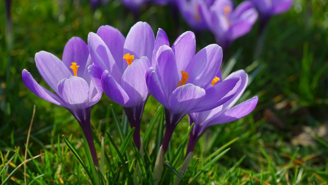 Обои картинки фото цветы, крокусы, лиловые, весна