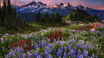 Картинка np+mount+rainier usa природа луга np mount rainier