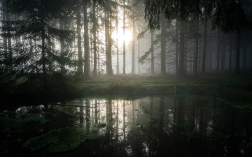 Картинка природа реки озера лес деревья солнце болото