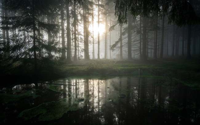 Обои картинки фото природа, реки, озера, лес, деревья, солнце, болото