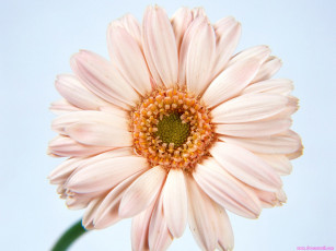 Картинка цветы герберы