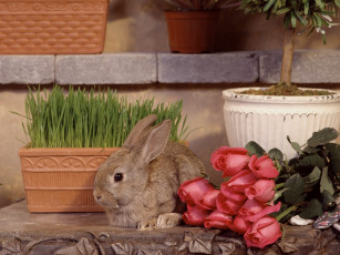 Картинка garden hare животные кролики зайцы