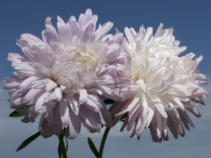 Картинка kwiaty цветы астры