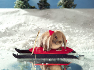 Картинка snow bunny животные кролики зайцы