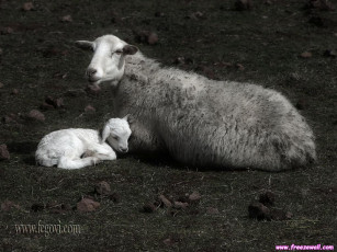 Картинка животные овцы бараны