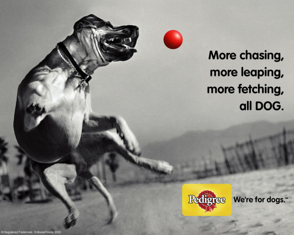 Обои картинки фото бренды, pedigree