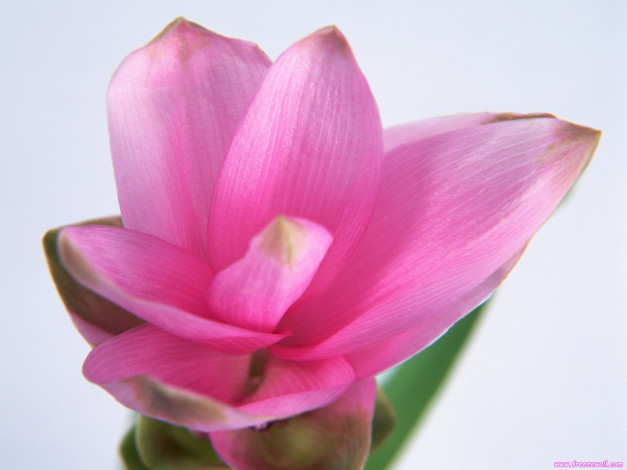 Обои картинки фото цветы