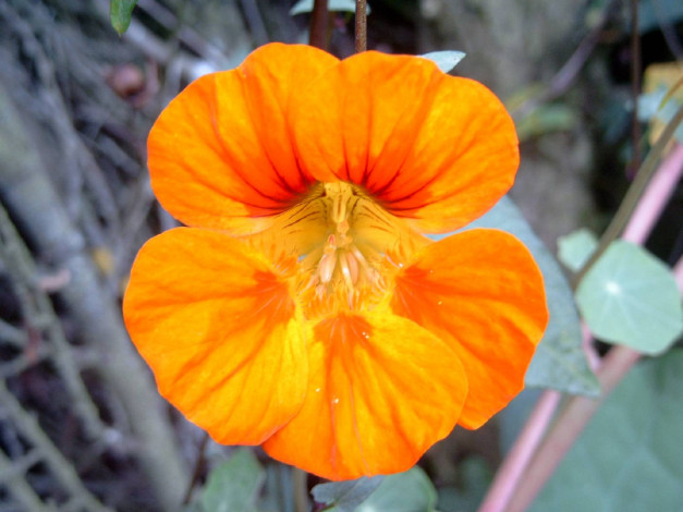 Обои картинки фото цветы, настурции