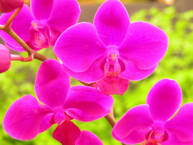 Обои картинки фото цветы, орхидеи