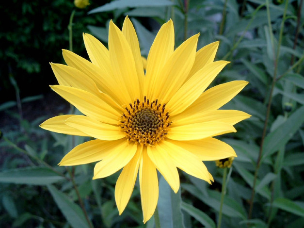 Обои картинки фото цветы, рудбекия