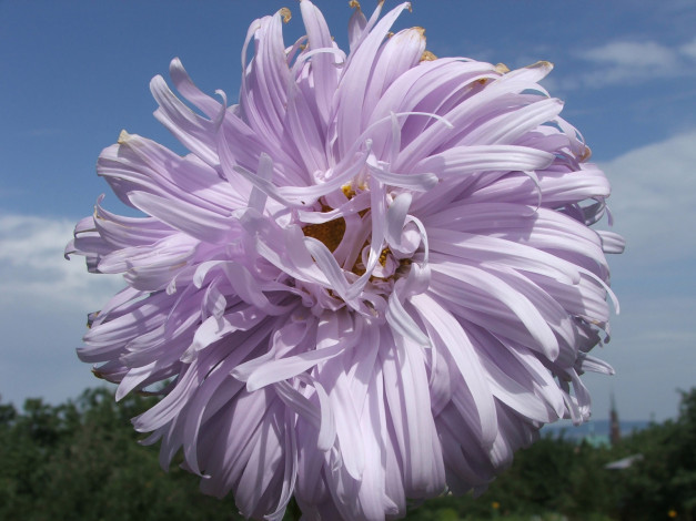 Обои картинки фото kwiaty, цветы, астры