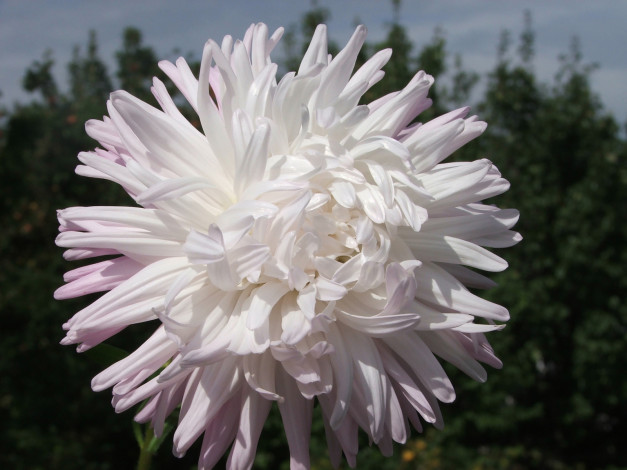 Обои картинки фото kwiaty, цветы, астры