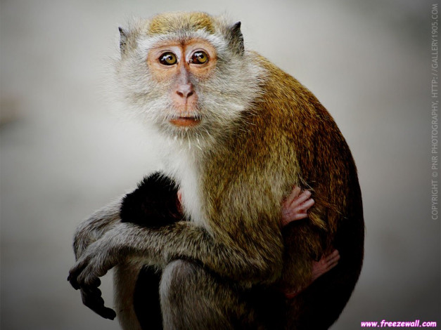 Обои картинки фото животные, обезьяны