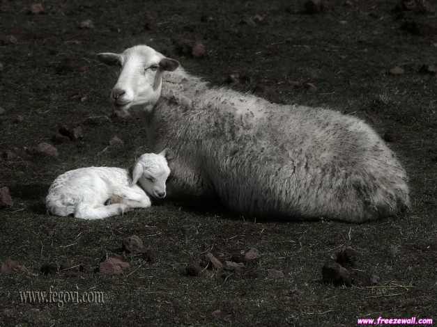 Обои картинки фото животные, овцы, бараны