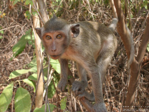 Картинка животные обезьяны