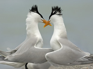 Картинка животные птицы