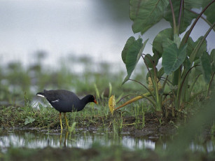 Картинка животные птицы