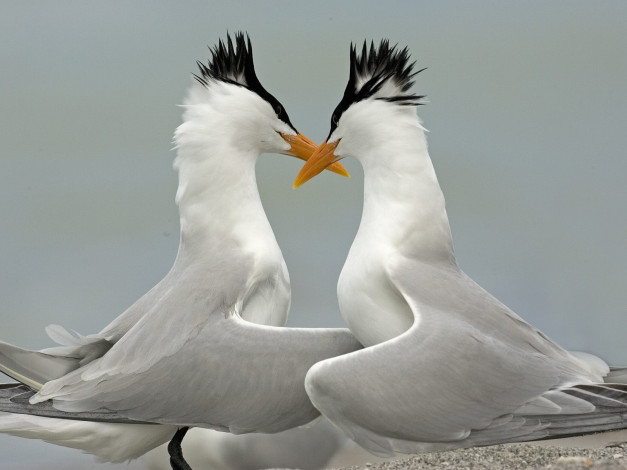 Обои картинки фото животные, птицы