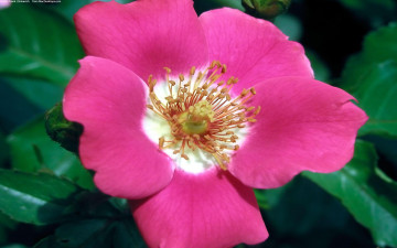 Картинка цветы шиповник