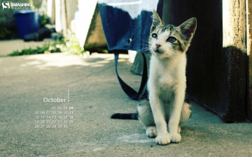 обоя календари, животные