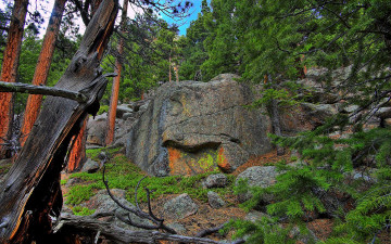 Картинка природа лес