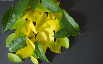 Картинка природа листья