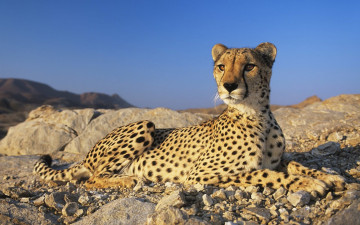 Картинка животные гепарды