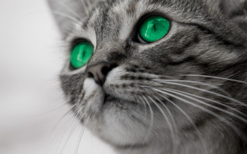 Картинка животные коты