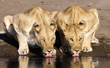 Картинка животные львы