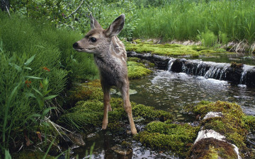 Картинка животные олени