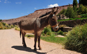 Картинка животные ослы