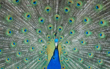 Картинка животные павлины