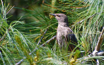 Картинка животные птицы