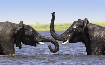 Картинка животные слоны