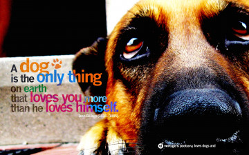 Картинка животные собаки