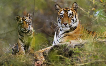 Картинка животные тигры