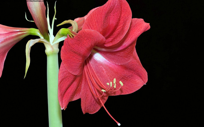 Обои картинки фото цветы, амариллисы, гиппеаструмы