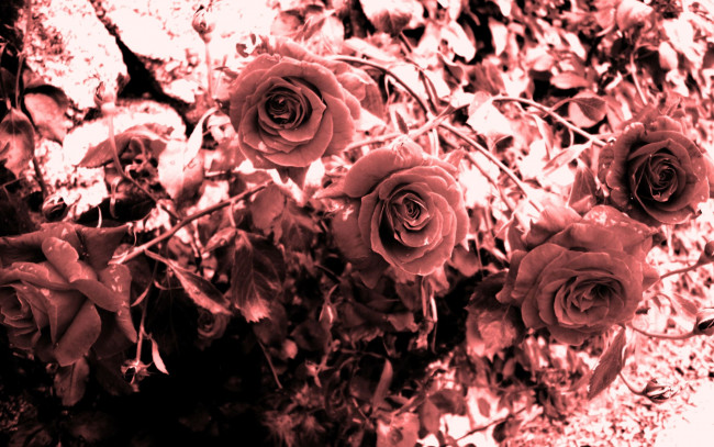 Обои картинки фото цветы, розы