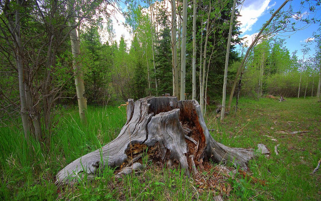 Обои картинки фото природа, лес